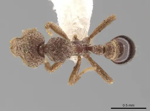 Strumigenys stauroma specimen