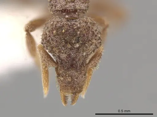 Strumigenys stauroma specimen