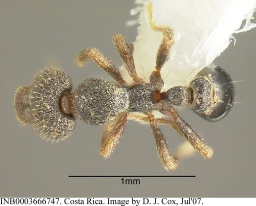 Strumigenys stauroma - INB0003666747