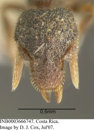 Strumigenys stauroma - INB0003666747