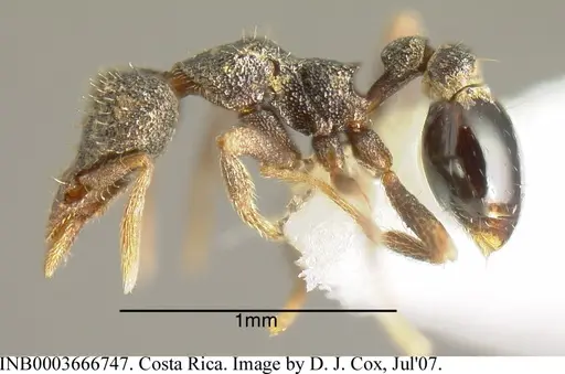 Strumigenys stauroma - INB0003666747