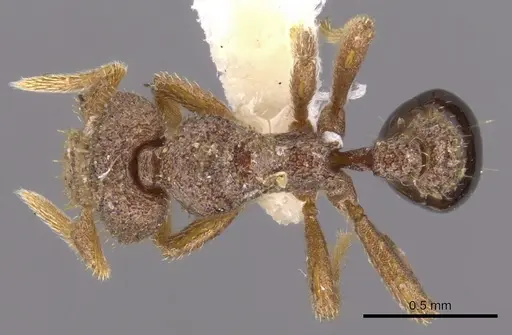 Strumigenys stauroma - INBIOCRI001283707