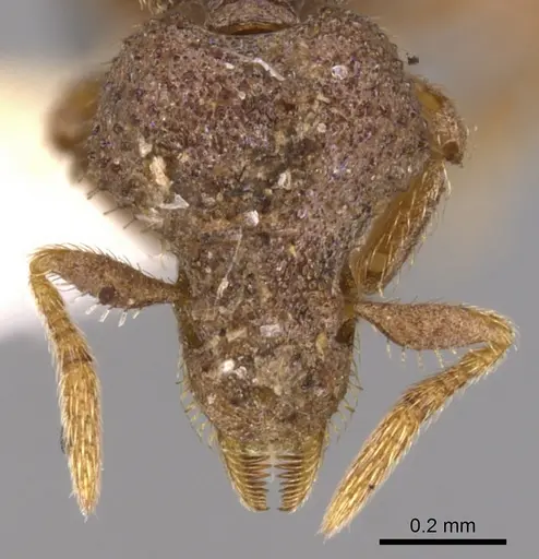 Strumigenys stauroma - INBIOCRI001283707