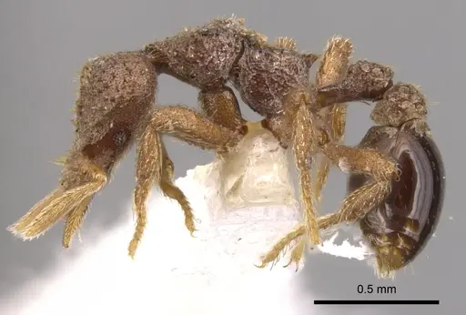 Strumigenys stauroma - INBIOCRI001283707