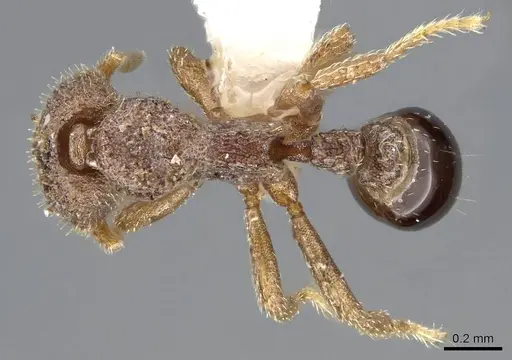 Strumigenys stauroma - INBIOCRI001283710