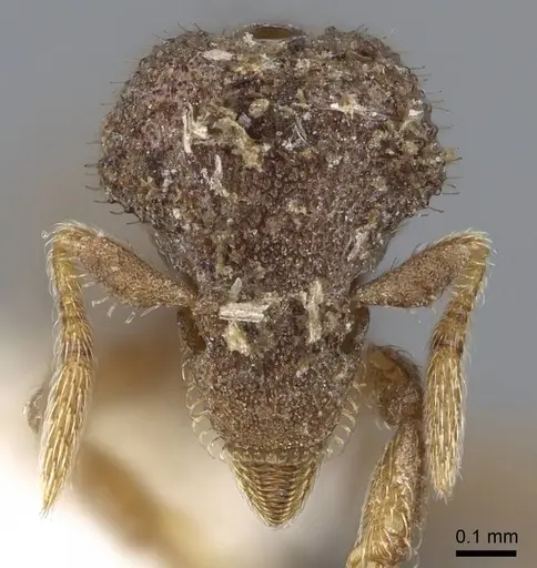 Strumigenys stauroma - INBIOCRI001283710