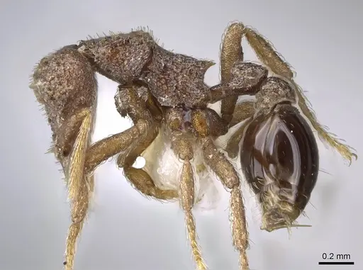 Strumigenys stauroma - INBIOCRI001283710