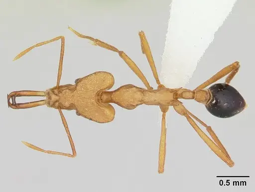 Strumigenys stemonixys specimen