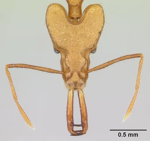 Strumigenys stemonixys specimen