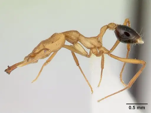 Strumigenys stemonixys specimen