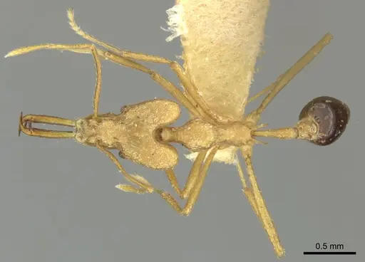 Strumigenys stemonixys - CASENT0249115