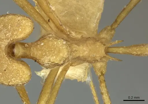 Strumigenys stemonixys - CASENT0249115