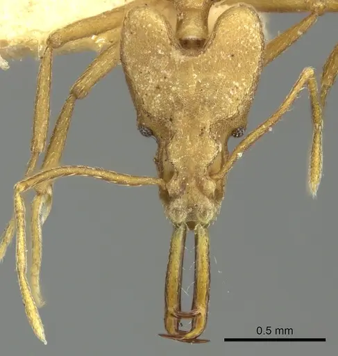 Strumigenys stemonixys - CASENT0249115