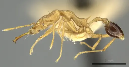 Strumigenys stemonixys - CASENT0249115