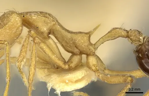 Strumigenys stemonixys - CASENT0249115