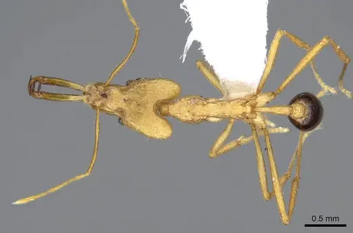 Strumigenys stemonixys - CASENT0914873