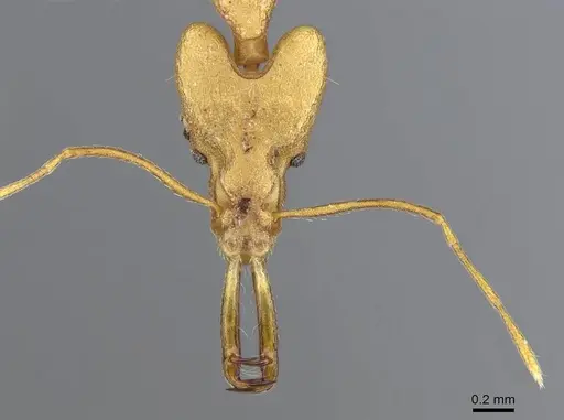 Strumigenys stemonixys - CASENT0914873