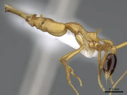 Strumigenys stemonixys - CASENT0914873