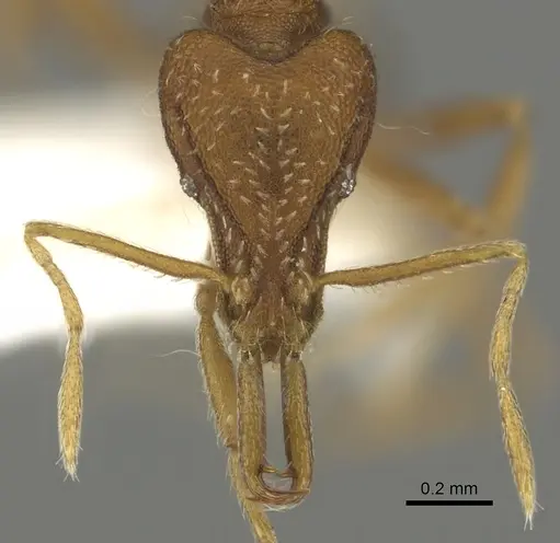 Strumigenys stenorhina specimen