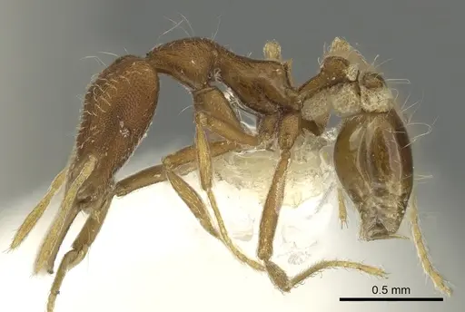 Strumigenys stenorhina specimen