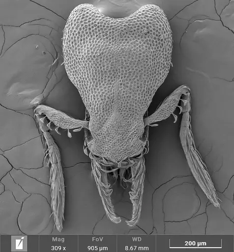 Strumigenys stenotes specimen