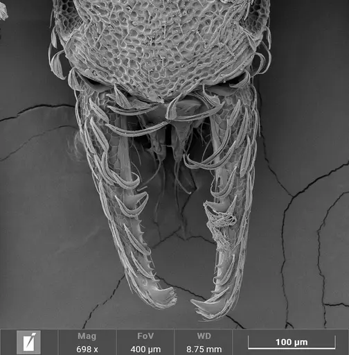 Strumigenys stenotes specimen