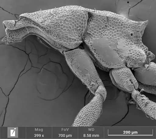 Strumigenys stenotes specimen