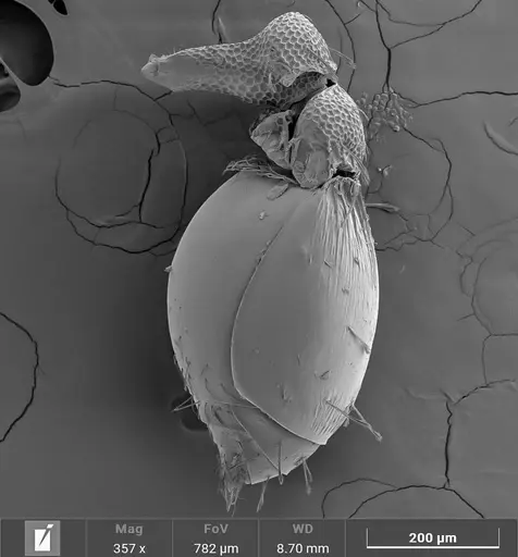 Strumigenys stenotes - ANTWEB1047055