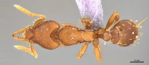 Strumigenys stenotes - ANTWEB1053911