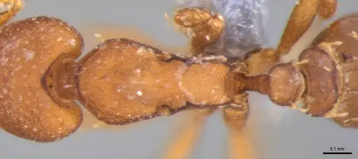 Strumigenys stenotes - ANTWEB1053911