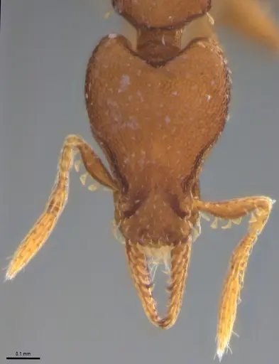 Strumigenys stenotes - ANTWEB1053911