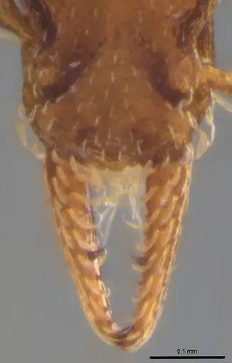 Strumigenys stenotes - ANTWEB1053911