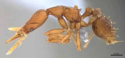 Strumigenys stenotes - ANTWEB1053911