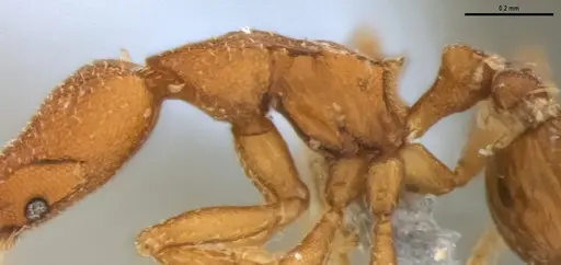 Strumigenys stenotes - ANTWEB1053911