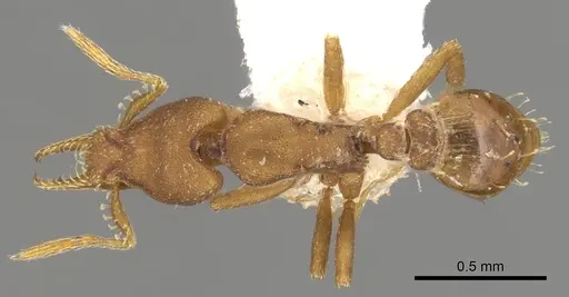 Strumigenys stenotes - CASENT0900184