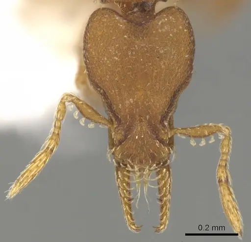 Strumigenys stenotes - CASENT0900184