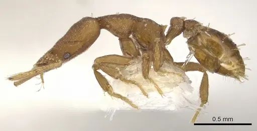 Strumigenys stenotes - CASENT0900184