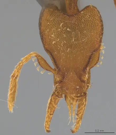 Strumigenys stenotes - CASENT4036122