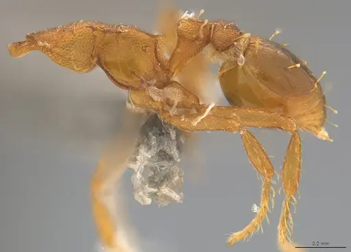 Strumigenys stenotes - CASENT4036122