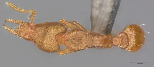 Strumigenys stenotes - UFV-LABECOL-009419