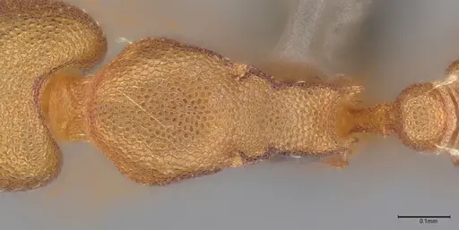 Strumigenys stenotes - UFV-LABECOL-009419