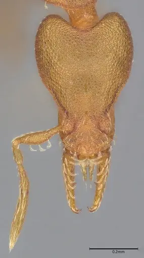 Strumigenys stenotes - UFV-LABECOL-009419