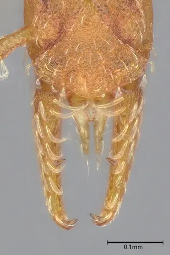 Strumigenys stenotes - UFV-LABECOL-009419