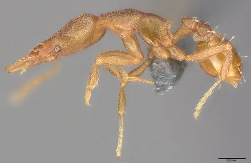 Strumigenys stenotes - UFV-LABECOL-009419