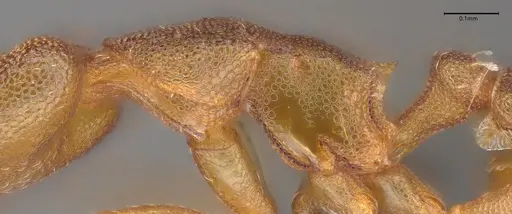 Strumigenys stenotes - UFV-LABECOL-009419