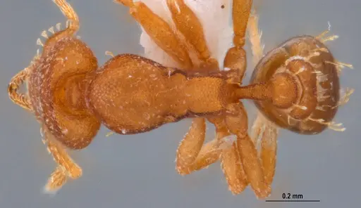 Strumigenys stenotes - UFV-LABECOL-009422