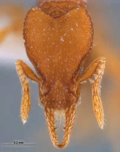 Strumigenys stenotes - UFV-LABECOL-009422