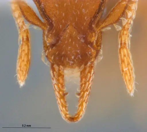 Strumigenys stenotes - UFV-LABECOL-009422