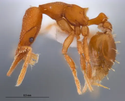 Strumigenys stenotes - UFV-LABECOL-009422