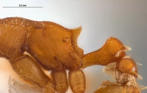 Strumigenys stenotes - UFV-LABECOL-009422